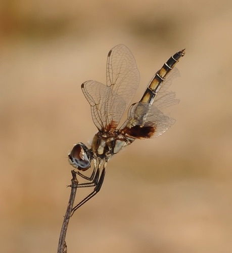Female
2009_08_12_FL